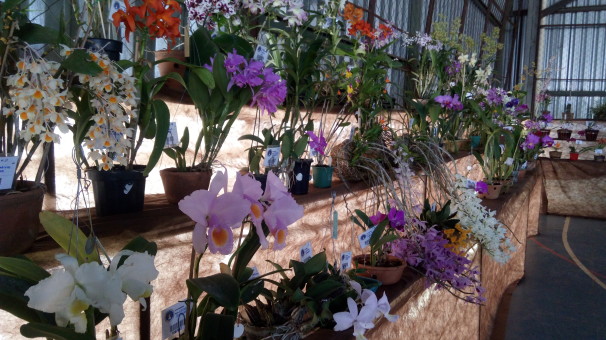 Evento começou na sexta-feira com a seleção das melhores plantas