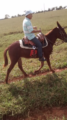 Manoel José de Oliveira (2/10) 