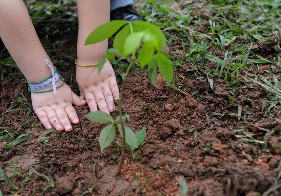 Projeto Adote uma Árvore será protagonizado por alunos da creche Padre Nilo