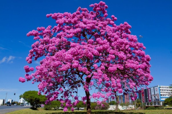 Muda de ipê rosa será plantada na avenida Miguel Assad Debs