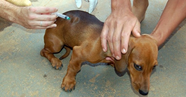 Meta da secretaria de Saúde é imunizar 21 mil animais