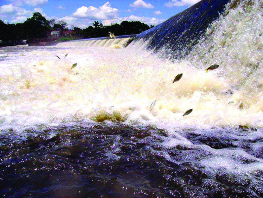 Proibição da pesca durante a Piracema visa garantir reprodução de peixes nativos das bacias da região