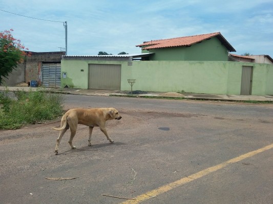 Animais abandonados nas ruas podem se tornar agressivos e gerar um problema público