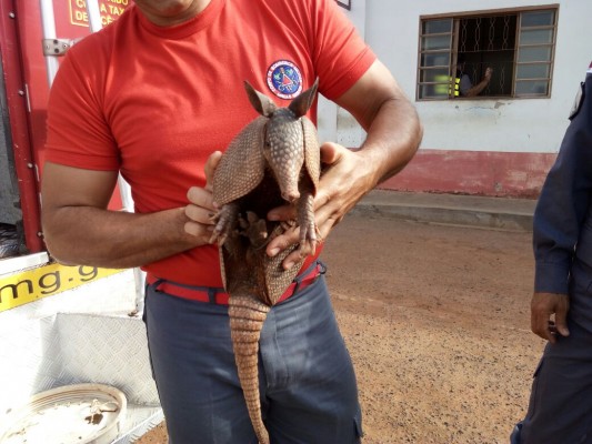 Tatu “galinha” foi encontrado pelo Corpo de Bombeiros na madrugada de ontem, no bairro Amorim