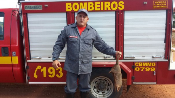 Corpo de Bombeiros realizou a captura de um tatu nessa sexta-feira na LMG-748
