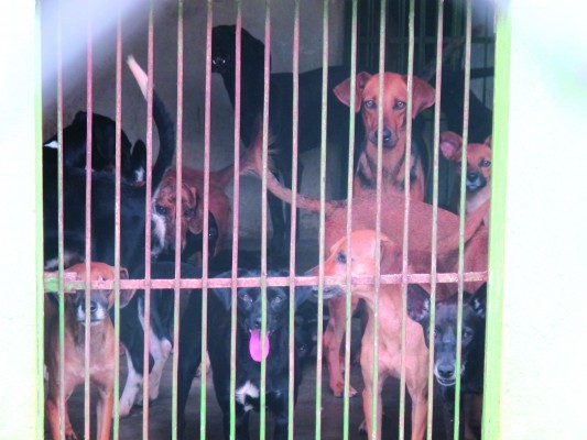 Animais do Canil receberão cuidados extras caso projeto seja aprovado