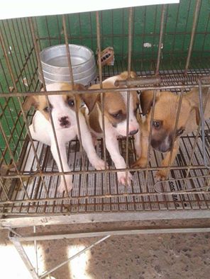 Cenário de animais abandonados tem sido comum