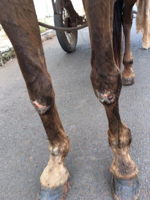 No momento da abordagem foi constatado que o equino estava sem ferraduras utilizadas para proteger os cascos