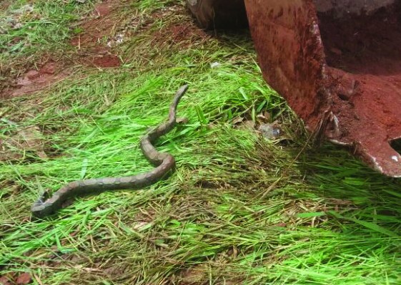 Moradores que encontrarem animais peçonhentos nas residências devem acionar o Corpo de Bombeiros, secretarias de Serviços Urbanos ou de Meio Ambiente