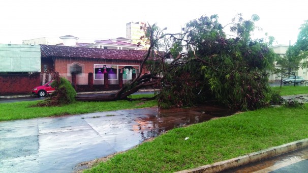 Árvores caíram sobre o canteiro da avenida Coronel Theodolino no final da tarde de terça-feira