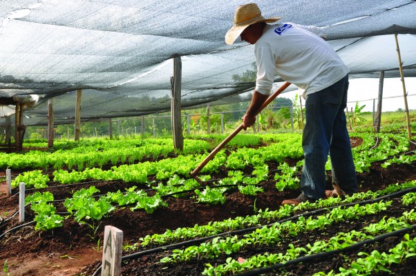 O melhor desempenho no mês de fevereiro foi registrado no setor de Agropecuária com 156 novas contratações com carteira assinada 