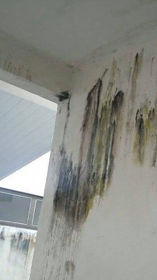 Problemas no telhado causaram mofo nas paredes