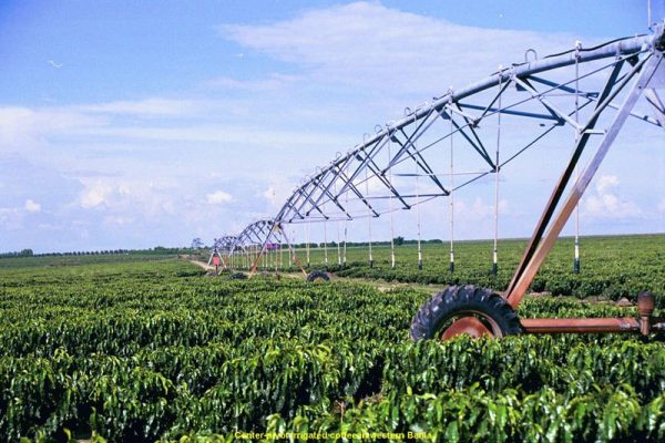 Um dos aspectos que contribui à produção de café em Araguari é a qualidade do grão