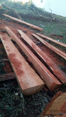 Usuários de redes sociais reclamam de incidência do sol no Cemitério Park após o corte dos eucaliptos