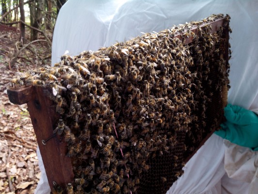 Invasão de insetos preocupam moradores