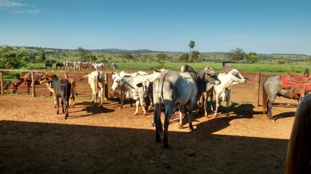 Gado recuperado recentemente pela Polícia Civil