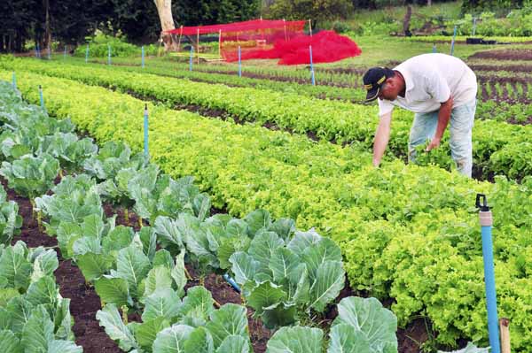 Conselho desenvolve ações para apoiar os pequenos produtores rurais