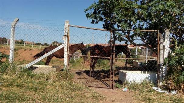 Animais de grande porte foram identificados dentro de um dos bolsões