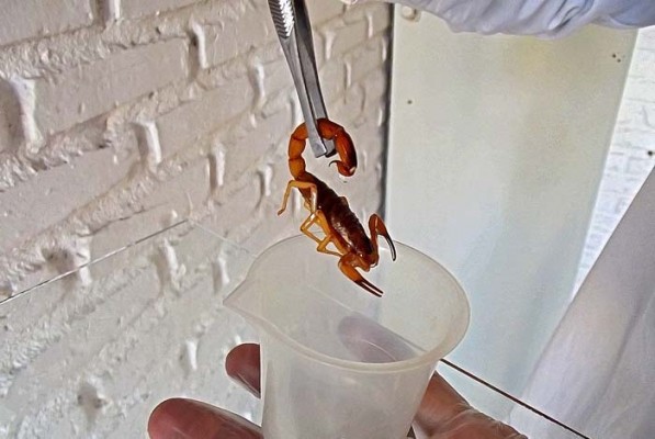 Escorpiões escondem-se em locais escuros e úmidos como frestas, fendas, móveis e roupas