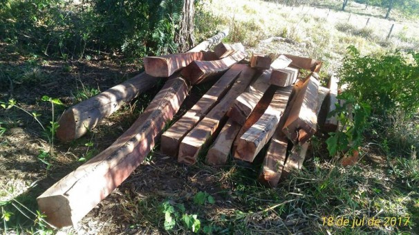 Proprietário não possuía documentos comprovando a origem da lenha nativa