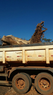Prefeitura inicia operação para retirada de tocos de árvores