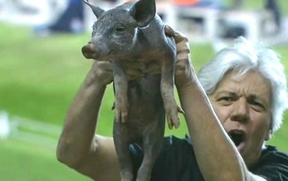 Em 2012, torcedor levava porco ao estádio Serra Dourada em Goiânia *Reprodução