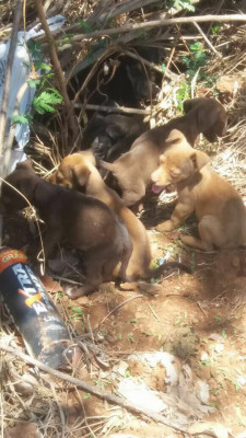 Filhotes seriam encaminhados para lar temporário quando foram encontrados