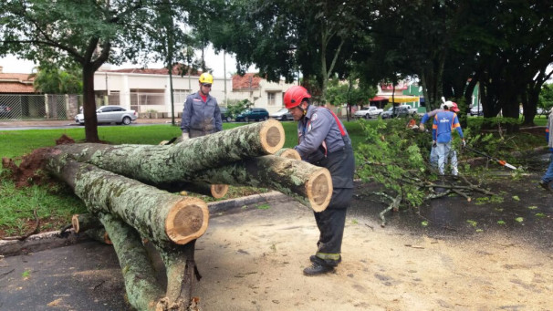  População deve evitar locais próximos às árvores durante as chuvas