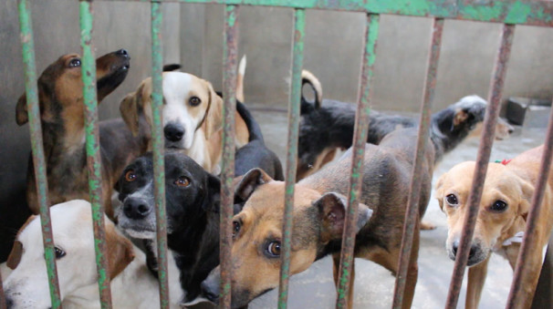 Projeto visa reduzir o número de cães abandonados 