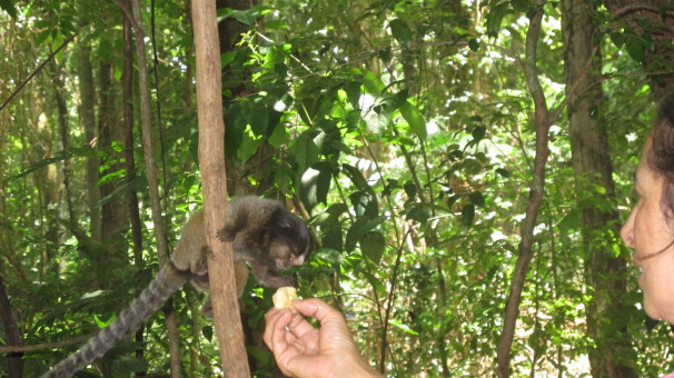 Além da vegetação, espécies de animais como mico-estrela são comuns na reserva urbana natural