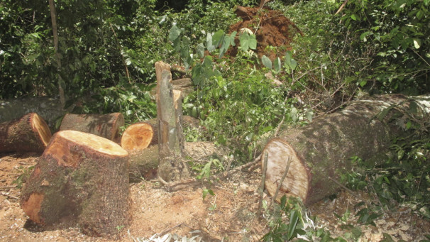 De acordo com a secretaria de Meio Ambiente supressão está sendo viabilizada mediante autorização 