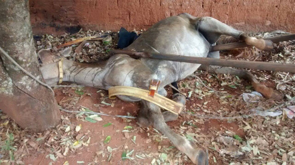 Equino foi encaminhado ao Curral Municipal 