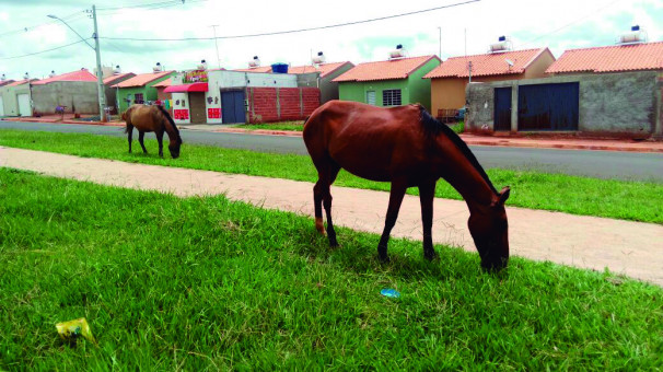 Animal que esteja circulando pelas ruas desacompanhado do dono será apreendido 