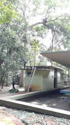 Árvores com risco iminente são retiradas do Bosque John Kennedy