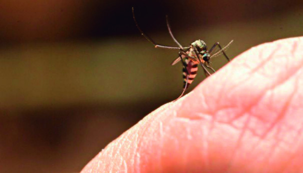 A doença pode ser transmitida pelo mosquito Aedes aegypti
