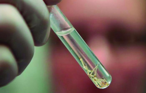 Ano passado, Araguari registrou 13 casos de dengue e 15 de Chikungunya 