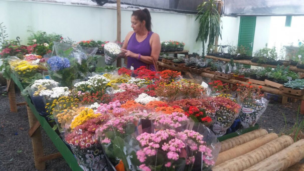 Orquídea é uma das plantas mais vendidas 