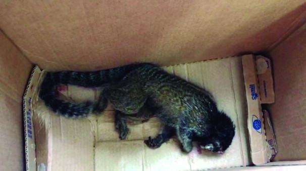 Animal morto foi entregue no Canil Municipal e será encaminhado para análise em Belo Horizonte 