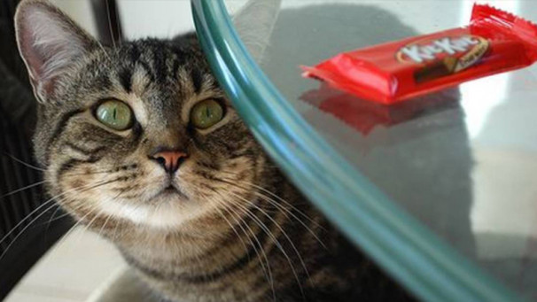 Para quem tem o hábito de oferecer chocolate para o pet, por favor não faça isso mais. Eu sei que a carinha que o seu “bebê” faz é irresistível e, com certeza, será ainda mais no próximo domingo quando será comemorada a Páscoa, mas lembre-se dos males que pode causar. Neste alimento há uma substância chamada teobrominaque não é metabolizada pelo organismo dos pets o que dificulta a eliminação, podendo provocar intoxicação. Além disso, ela afeta o cérebro e o coração, podendo causar taquicardia, tremores, convulsão e resultar na morte do bichinho.