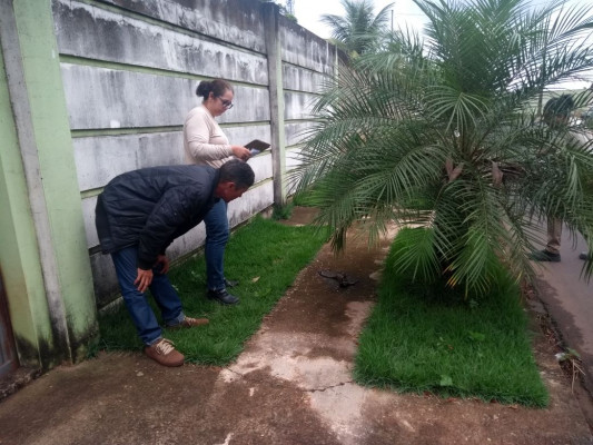 Animal será encaminhado para análise