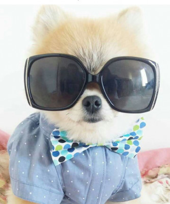 Fotos com descrição das qualidades e defeitos dos pets tem sido algo comum na rede social. O Ricardo é um desses que fez sucesso na página Catioro Reflexivo no último fim de semana. “Ricardo, 25 anos, se apresenta como Rico, tem perfil no Tinder mostrando sua coleção de carros, só bebe água Voss, fala top, até que é bonitinho, mas é insuportável”.