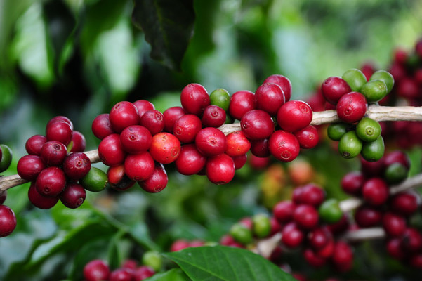 Feira de negócios da Cooxupé reúne cafeicultores do cerrado em busca de novas tecnologias para lavoura