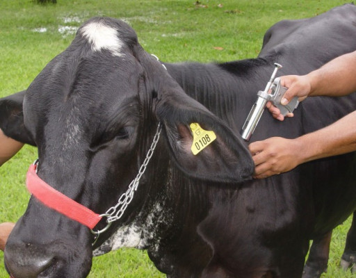 Doença pode trazer sérios problemas principalmente para o gado leiteiro **Divulgação  