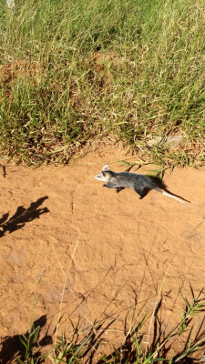 Os animais feridos são encaminhados para tratamento antes de serem devolvidos ao habitat natural