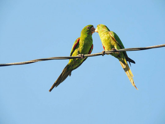 Crédito da Foto: Tidani