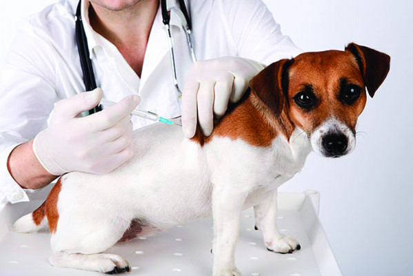 A única forma de prevenção contra a raiva é através da vacinação **Divulgação  