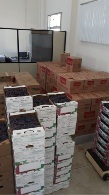 Alimentos produzidos pela agricultura familiar araguarina chegam à merenda escolar 