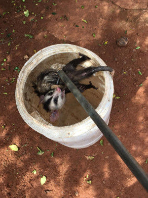Cascavel foi capturada dentro de uma residência na rua Reginaldo Silva, no Bela Suíça