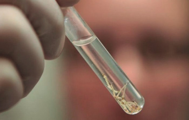 Minas Gerais registrou mais de 24,9 mil casos prováveis de Dengue **Divulgação