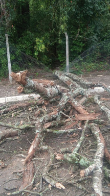 Com o período de chuvas há risco de outras quedas de árvores no local **Divulgação